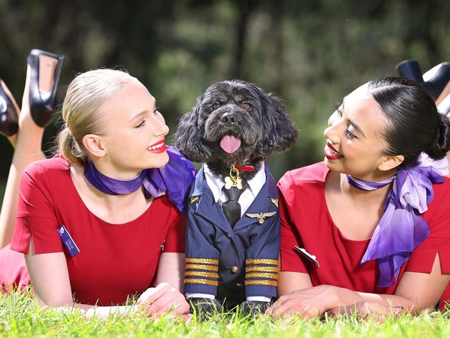 Virgin Australia announcement. Virgin Australia signals intent to launch nation's first-ever pets in cabin flights. Picture: Alex CoppelThursday 7 March 2024: Virgin Australia has announced its intention to be the country’s first airline to operate flights with pets onboard under a plan unveiled today. The Australian-first service, which will have pet-lovers rejoicing around the nation, is subject to regulatory approval, and is expected to launch within 12 months.Escape 17 March 2024NewsPhoto - Alex Coppel