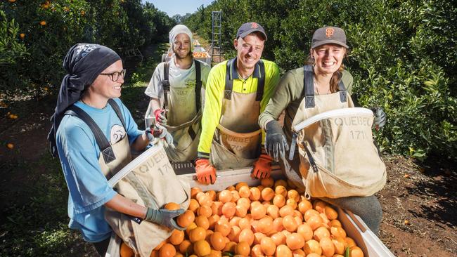 HOLD SEE COURIER MAIL PIC DESK BRISBANE.French Pickers Alicia Ferrant 21, Jordan Duboust 25, Steevy Baillon 22 and Alicia Pennel 24 working at Quebec Citrus at Mundubbera. They are among the thousands of the vital backpacker economy who live and work in town during their travels.  Photo Lachie Millard