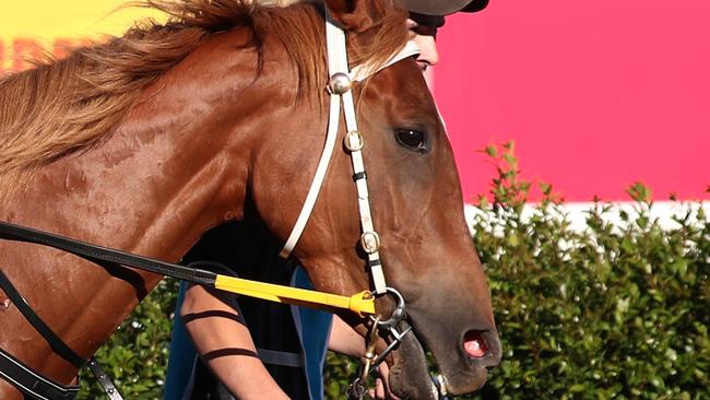 Secret Conquest  ridden by Allan Chau during race 6  at The Gold Coast Turf Club.Photograph : Jason O'Brien