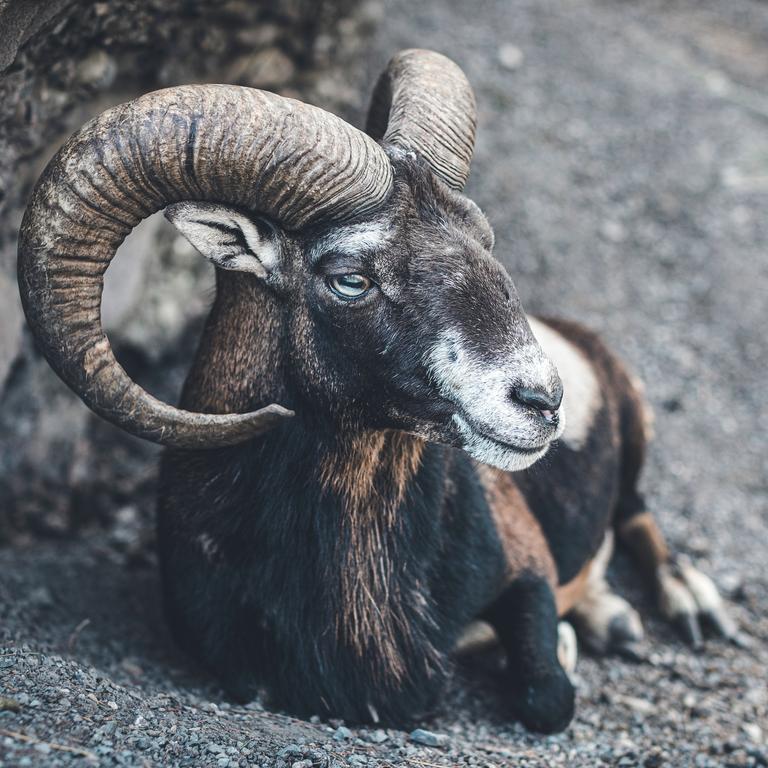 For Aries, 2023 demands a vocational reset. Picture: Vera Greiner/Unsplash