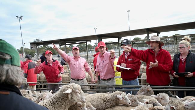 Agents in action at Bendigo saleyards. Picture: File – Andy Rogers