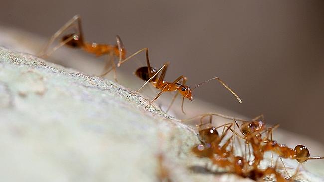 The Yellow Crazy Ants of Cairns