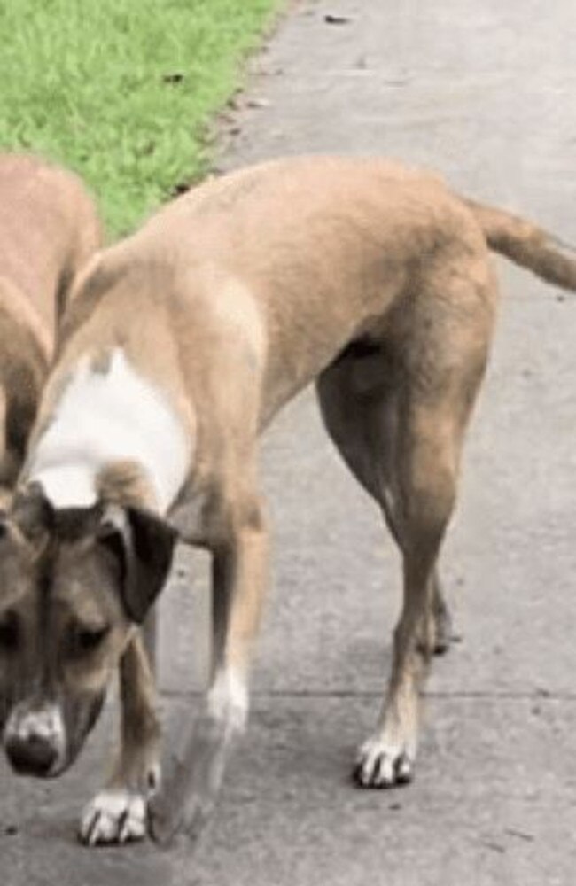 This dog went missing after a crash in Beenleigh. Picture: supplied