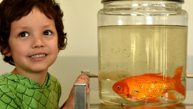Carter Dare, 4, with Bubbles the goldfish who had surgery at JCU Vet to remove a tumor. Picture: Evan Morgan
