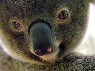 The Tweed Coast koala is at risk of becoming endangered. Picture: John McCutcheon