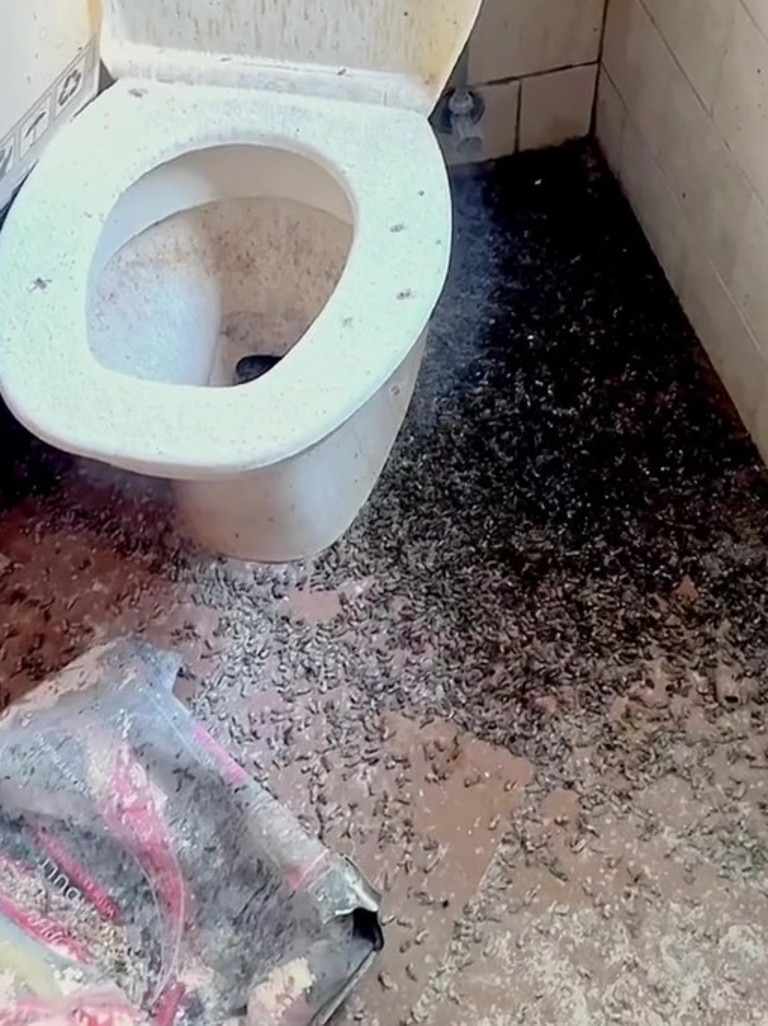 Thousands of wasp bodies litter the floor. Picture: Tiktok/@DAPPestControl