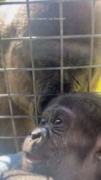 Australian zookeeper nurses baby gorilla back to health