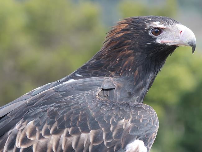 But BirdLife Australia claims some birds of prey, including wedge-tailed eagles, are dying after eating rodents poisoned by rat killer. Picture: Mike Potter