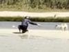 Watch: Tourist filmed offering water bottle to dingo on K’gari