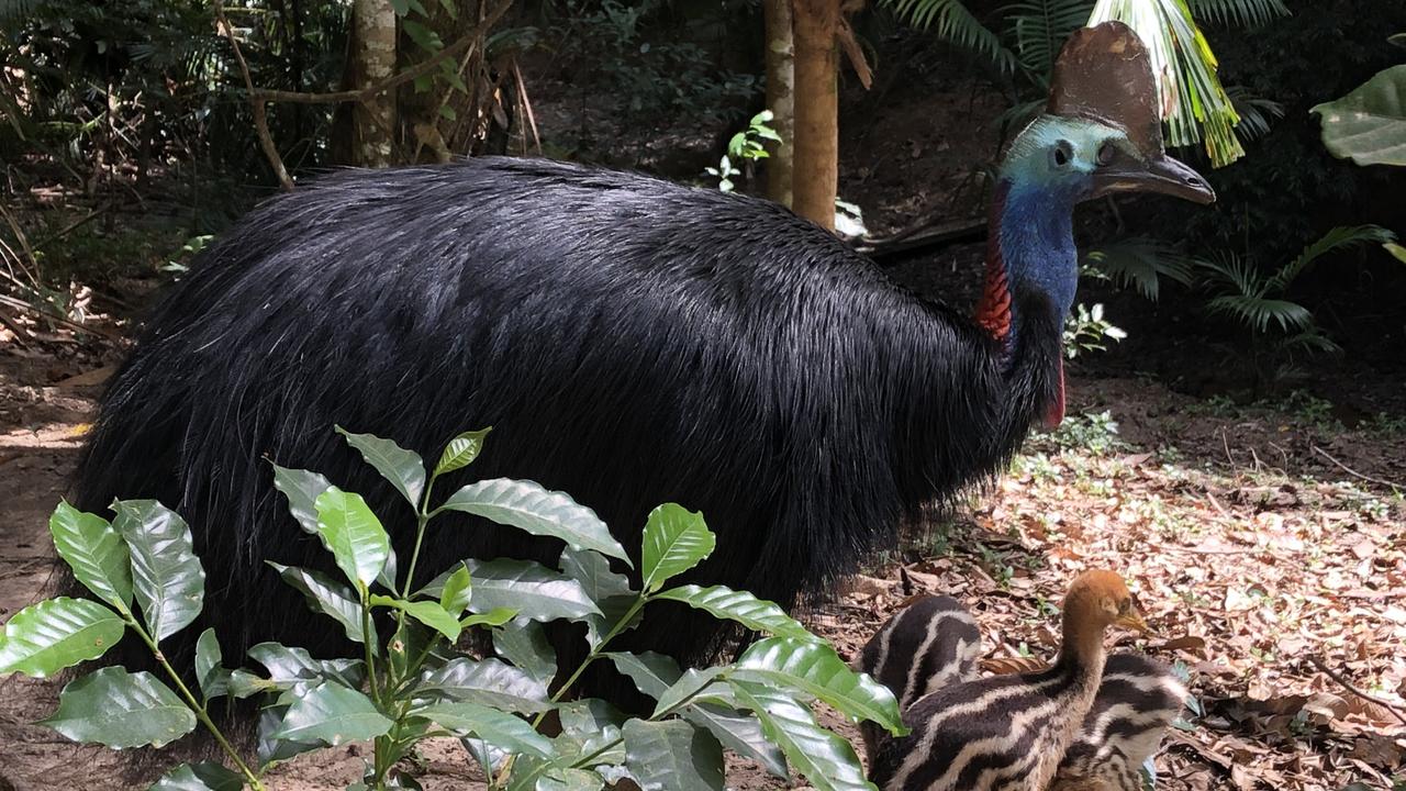 Kuranda cassowary Elvis missing after being hit by car | The Cairns Post