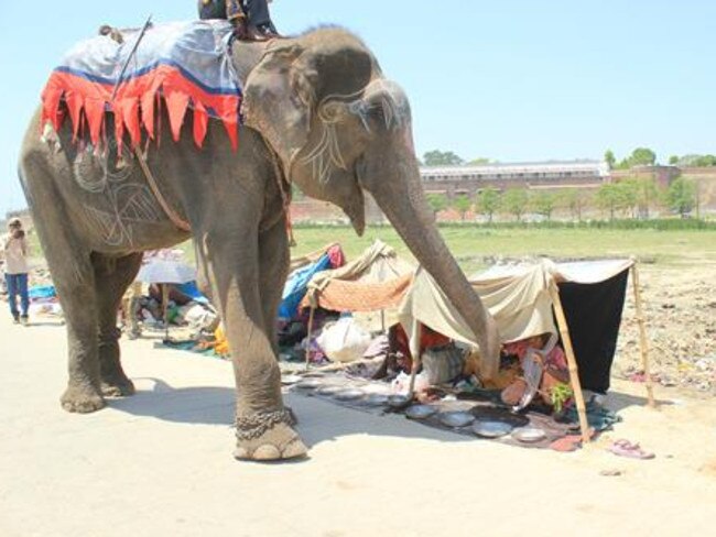 Previous life ... people would offer the mahout money for blessings from the captive elephant. Picture: Wildlife SOS India