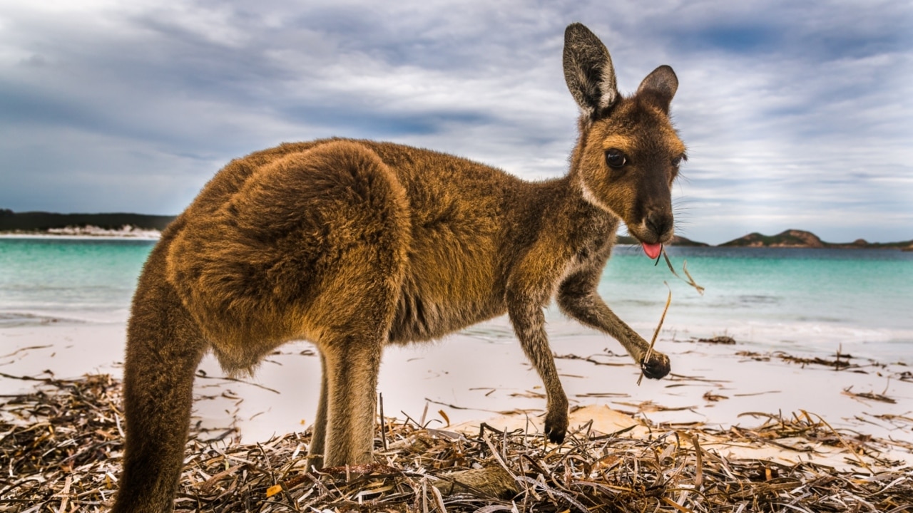 Wayward wallaby hops onto Sydney Harbour Bridge | Sky News Australia