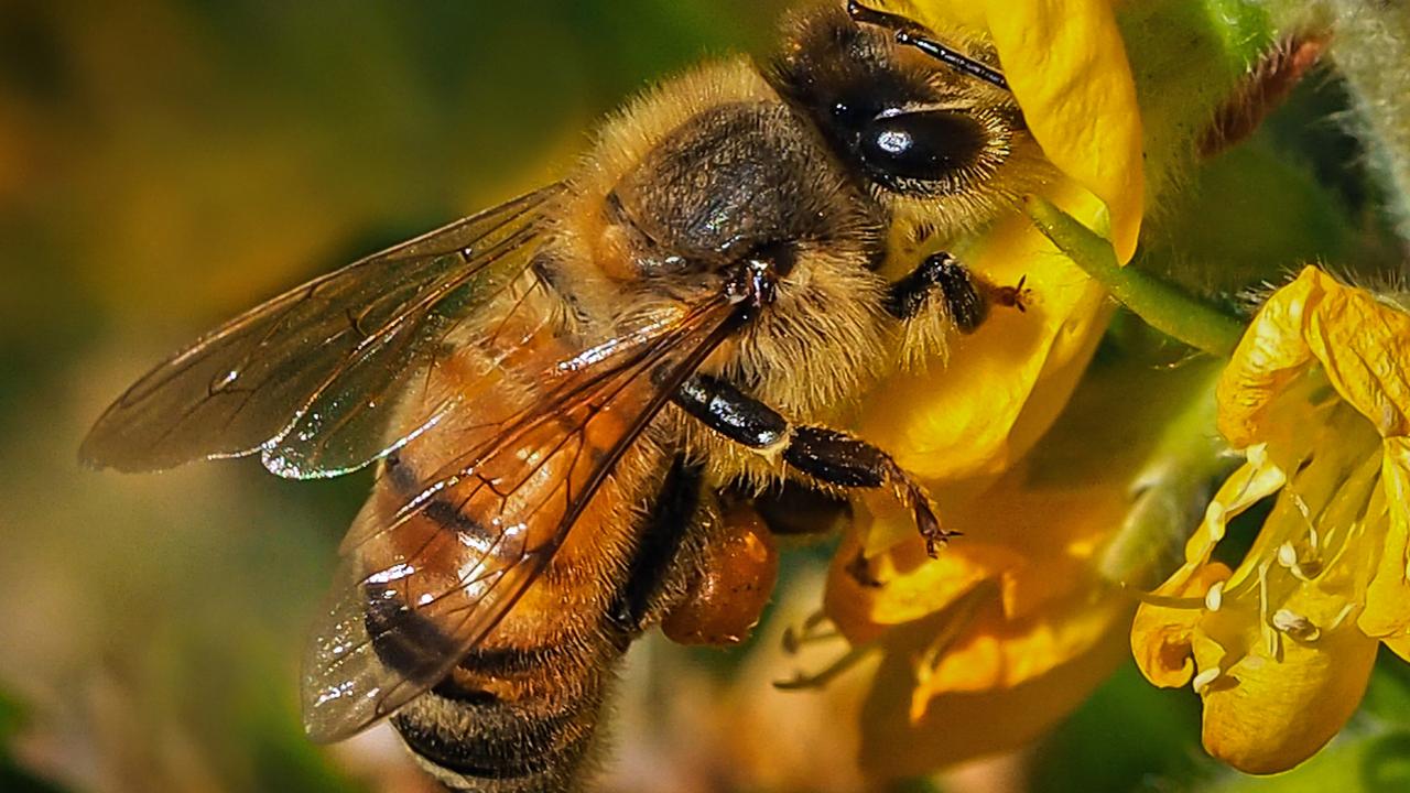 A honeybee sucks sweet nectar into its honey stomach to deliver back to the hive for processing. Picture: Marj Webber1