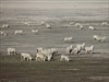 Sheep graze on dry parts of Lake George, near Canberra