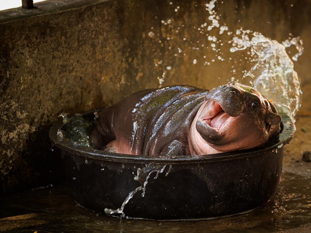 <p>Moo Deng splashes in a bucket of water in her enclosure at the Khao Kheow Open Zoo on November 11, 2024 in Pattaya, Thailand. Moo Deng, a pygmy hippo born on July 10, 2024, at Thailand's Khao Kheow Open Zoo, became a global viral sensation, drawing thousands of visitors daily and boosting the local economy. Her popularity led the zoo to sell Moo Deng-themed merchandise, partner with Thai brands, and limit visitor time to just 5 minutes to reduce wait times. "Moo Deng," meaning "bouncy pork" in Thai, reflects the baby hippo's feisty nature. (Photo by Lauren DeCicca/Getty Images)</p>