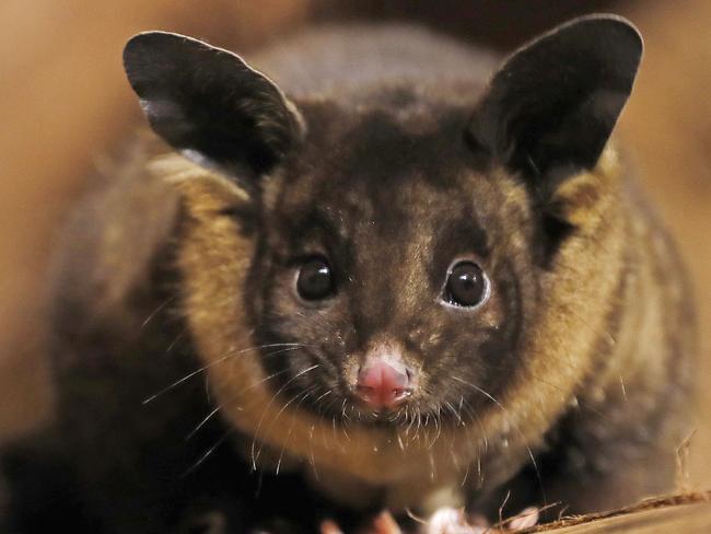 Wild Life Sydney Zoo have welcomed the addition of 2 adult Yellow-bellied gliders to their nocturnal exhibit. Keeper Marina Axia feeds nectar to 3-year-old glider Corymbia. Picture: Toby Zerna