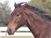 “ Black Caviar’s $5 million brother, known as Jimmy, is all grown up and almost ready to race.”