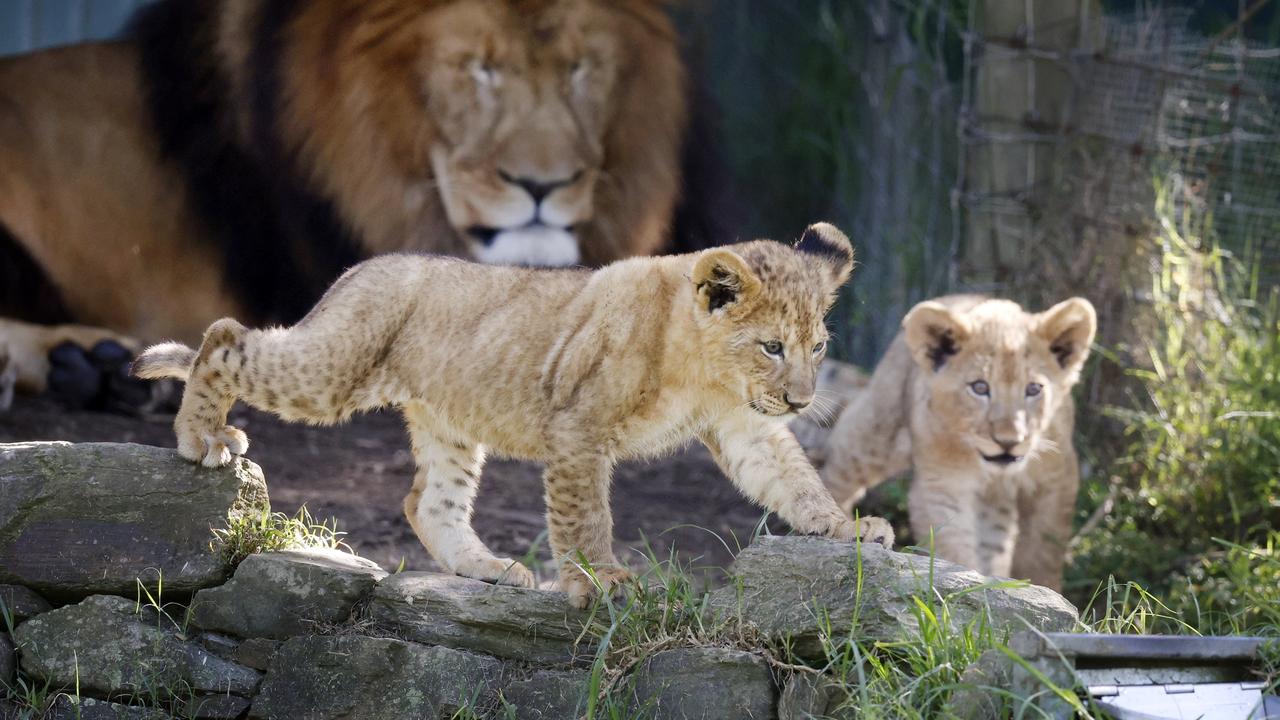 Two male lion cubs were born at Mogo Wildlife Park 14 weeks ago. Picture: Richard Dobson
