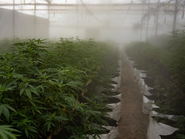 KASESE, UGANDA - NOVEMBER 10: Young Cannabis plants are watered using mist irrigation on November 10, 2020 in Kasese, Uganda. Uganda is one of several African countries looking to produce medical cannabis for export to Europe and America. Since 2017, five countries on the continent have legalized the farming of cannabis for medicinal or industrial use. Rwanda earlier this month passed laws allowing production, and Uganda has already started exporting to markets in Israel. Farms in Lesotho (the first nation in Africa to issue licenses to produce medicinal cannabis) quickly attracted multimillion-dollar investments from Canada. Industrial Hemp, the only Ugandan cannabis company currently exporting, grows its crop in high-tech greenhouses in partnership with Together Pharma, an Israeli firm. In April they exported 250kg of medicinal cannabis - the first commercial batch to leave Uganda since the government approved export in January. Considering this successful export, the company is setting its sights on exporting to Europe and Canada. Scores of Ugandan companies have applied for licenses. (Photo by Luke Dray/Getty Images)