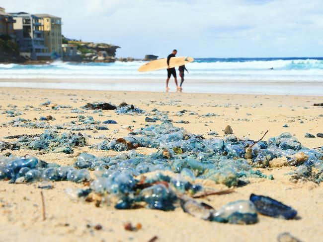 Bluebottles visit Sydney's beaches in droves: Why they arrive each summer