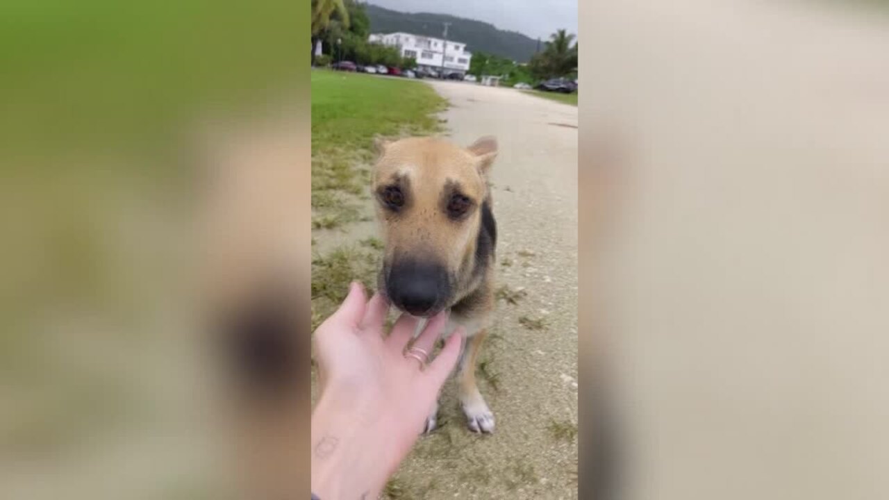 One nurse's quest to save the dogs and cats of Saipan