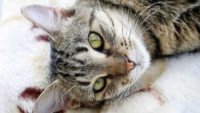 why-can-cats-kill-animals-but-humans-can-t-kill-cats-daily-telegraph