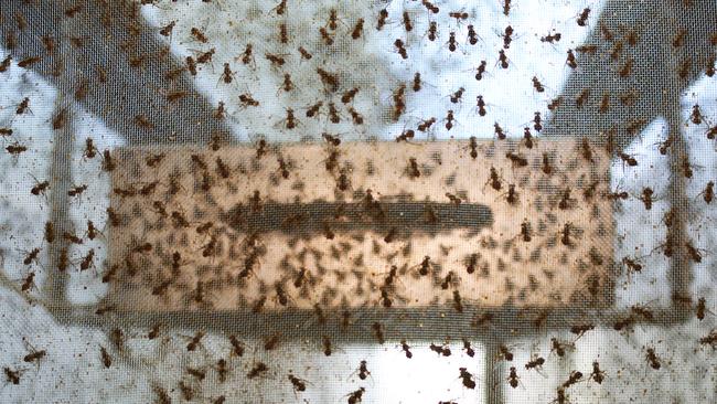 The sterile fruit flies were bred at the Port Augusta facility.