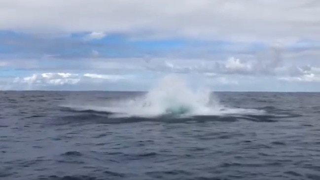 Whales playing off Lennox Heads