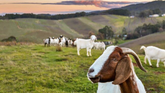 Fifty Boer goats were also part of the $1.2 million sale.