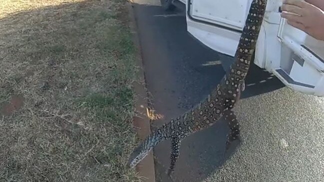 The officer continued to carry the lizard out onto the street and into a nearby police van. Picture: Facebook/Western Australia Police Force