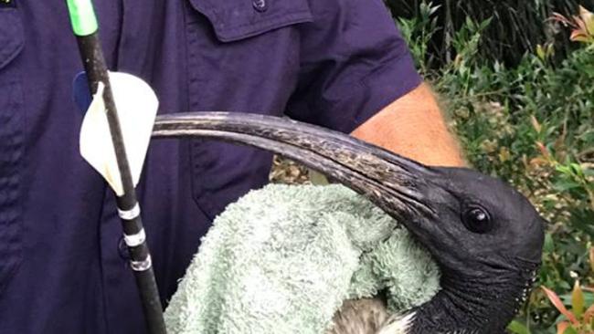 SnagglePuss the ibis was shot by an arrow on Boxing Day in Tallai, the Gold Coast. Rowley Goonan from Wild Bird Rescues GC saved the bird and took it to Currumbin Wildlife Sanctuary, but it died three days later. Photo: Wild Bird Rescues Gold Coast