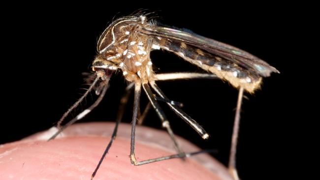The Government has a hi-tech plan to keep this pest under control.