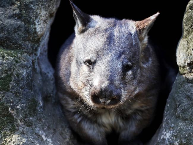 Southern Hairy Nosed Wombat. Picture: Tim Hunter.