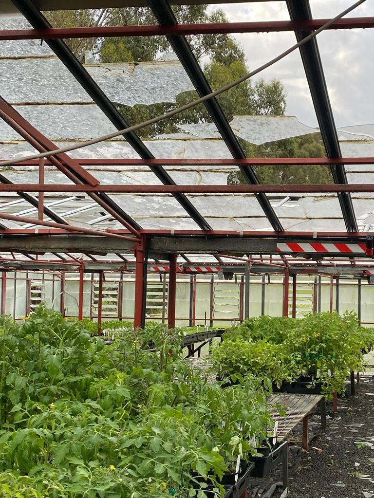 Hail damage to the glasshouses at Valley Fresh Farm in Huonville. Picture: Supplied