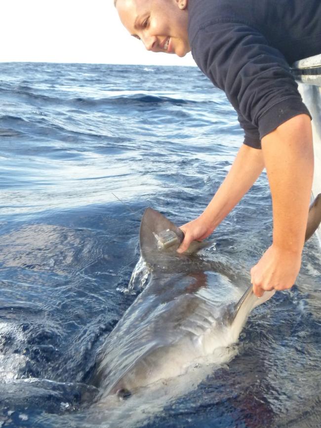 Dr Holmes research will provide insights into tiger shark behaviour off Rainbow Beach.