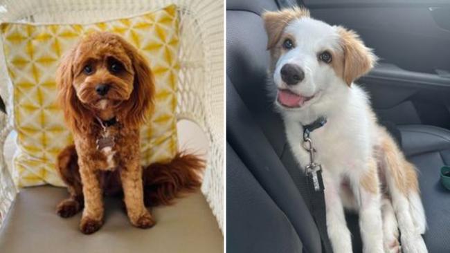 The cutest dogs from across NSW, now vying for the state crown (L-R): Cora from The Hills Shire, and Sabre from the Riverina