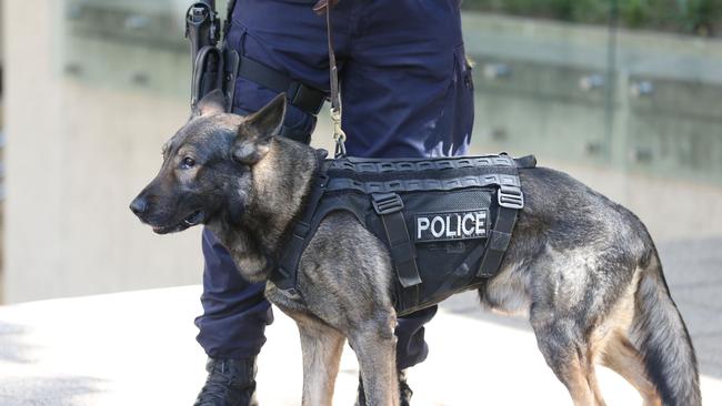 A police dog was kicked during the arrest.