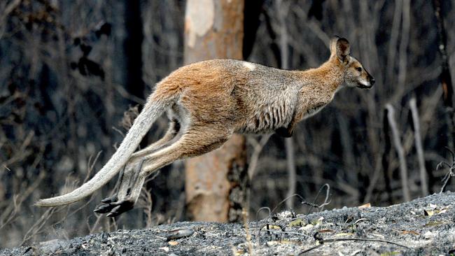 The fire trails are now overgrown with regrowth forest, impenetrable to everybody except native and feral animals. Picture: AAP/Jeremy Piper