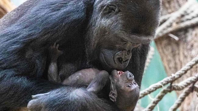 Gorilla in the midst of motherly love for newborn cub