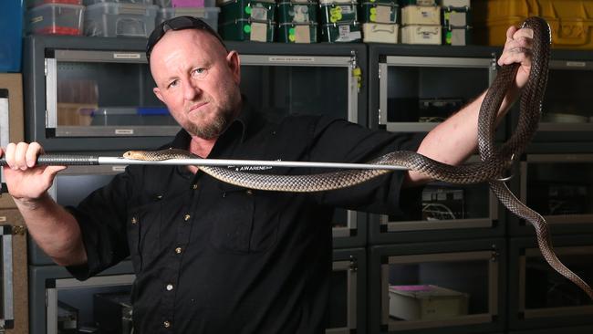 Brown snake numbers on the rise in Queensland due to El Nino | The ...