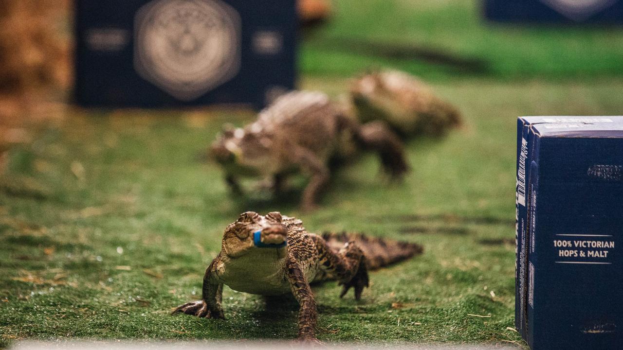 Croc racing at the Berry Springs Tavern for Melbourne Cup Day: Crocs get off and racing in race one. Picture: GLENN CAMPBELL