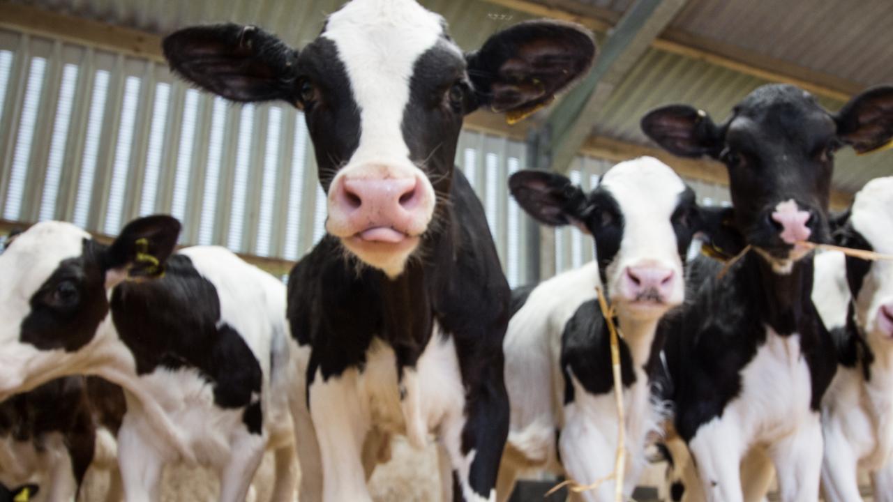 Antibiotic use in farming is breeding drug resistant infections | Daily ...