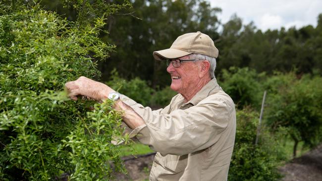 Bob Schultz checks his crop at Wamuran. Picture: Dominika Lis