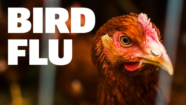 Three different strains of avian influenza infected six Victorian farms in one month.