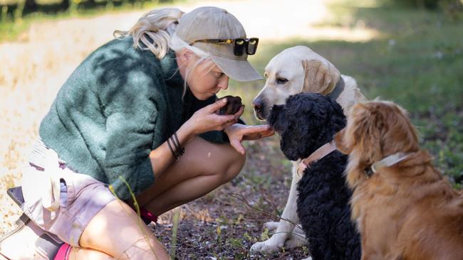 The Truffle Farm near Deloraine, northwest Tasmania. Picture: Tourism Tasmania