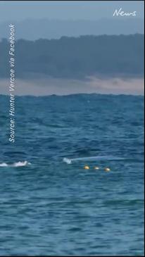 Distressed whale caught in nets off Noosa