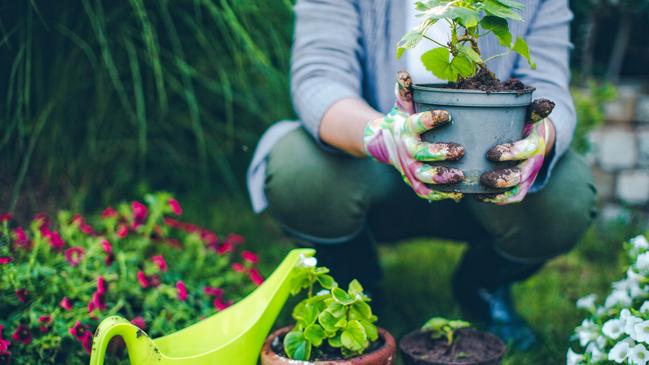 Soil-wetting agents are proving to be a popular choice among homeowners looking to heat-proof their gardens in summer.