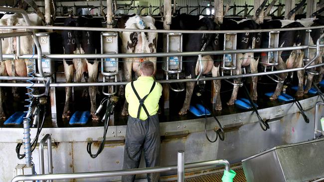 Under threat: More dairy farmers may quit the industry, Roma Britnell warns. File picture: Andy Rogers