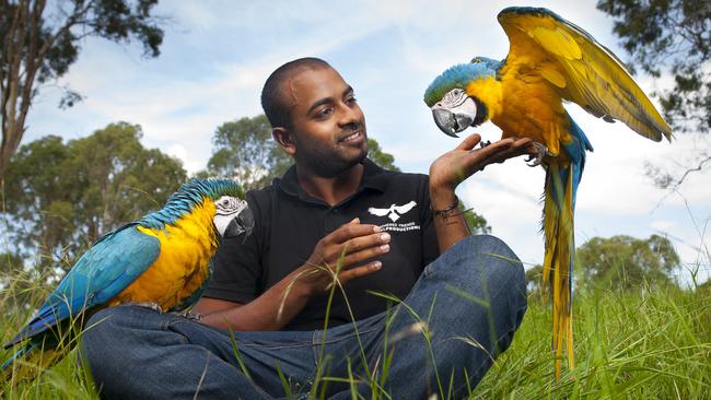 Liverpool Leader - Ravi Wasan (27) is pictured with his blue and gold Macaws, Dante and Calypso - Ravi has trained many animals (mostly birds) that then go on to feature in TV shows and adverts. Ravi will be performing with the birds for the first time at the 2015 Royal Easter Show (the birds' first time). All photographs taken at a secret location, South West Sydney NSW Australia