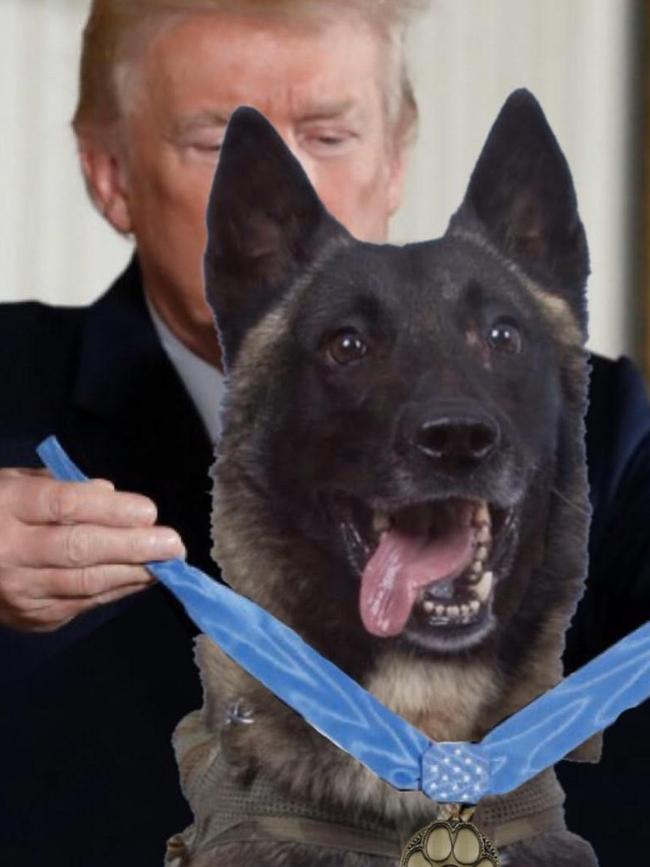 The faked picture of Donald Trump honouring the dog injured in the ISIS raid.